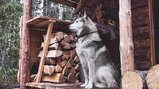 Self-Reliant Life in a Remote Forest Cabin | Off-Grid Living with Dogs & No Neighbors