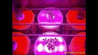 preview picture of video 'Pepper Tomato Lettuce Hydroponic DWC Project'