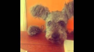 Happy Pumi Mothers' Day