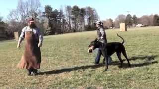 Schutzhund/IPO helper falls down while working with Great Dane "Vito"