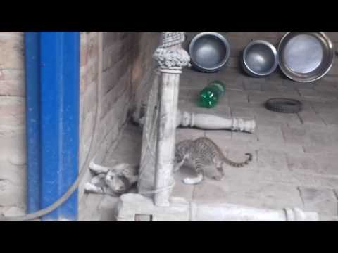 Fight of animals no 01