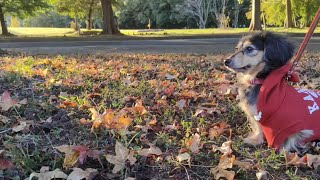落ち葉でテンションがあがるカニンヘンダックスフンド