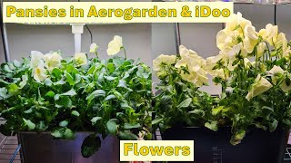 Grow Pansies in Aerogarden Harvest and iDoo Hydroponics, Pansy flowers, Viola, Violas, Golden Pansy