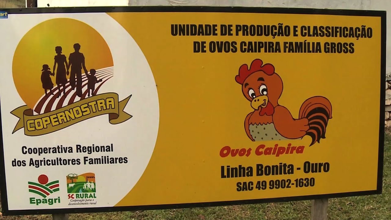 Produção de ovos coloniais