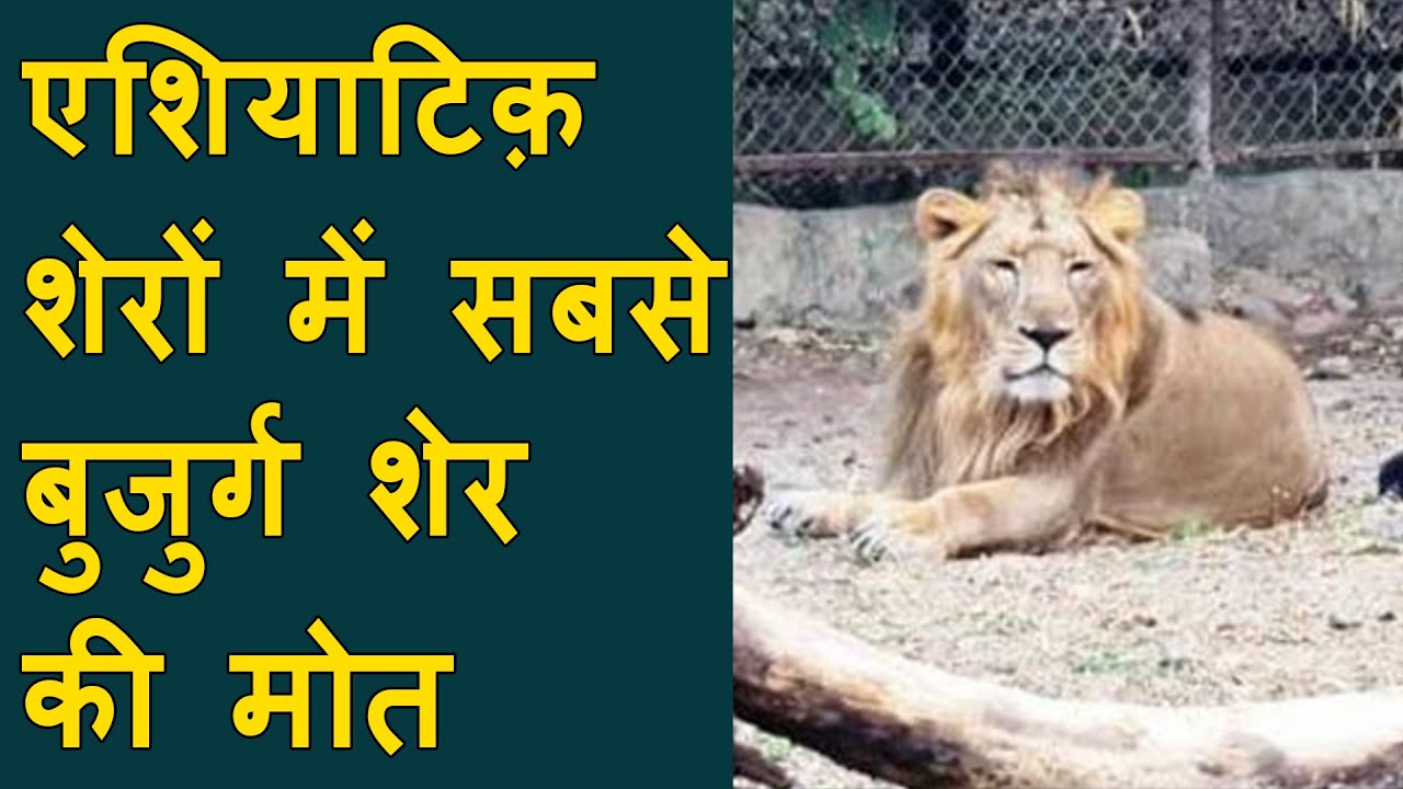 Oldest Asiatic lion "dhir" died at 22 year age at Sakkarbaug zoo in Junagadh | Lions of Junagadh