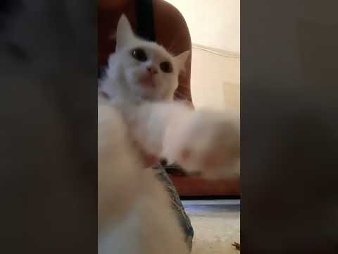 ٣ أغسطس ٢٠٢٤