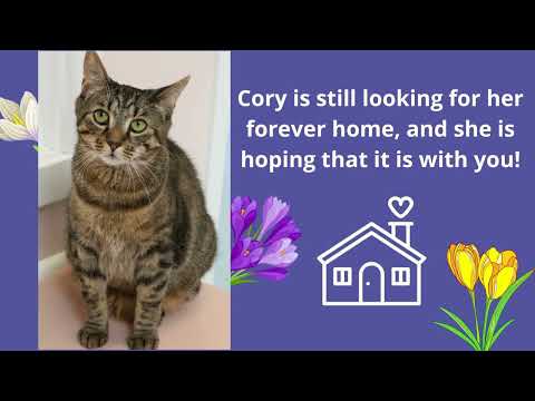 Cory, an adopted Domestic Short Hair in Charles Town, WV_image-1