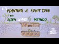 HOW TO PLANT A FRUIT TREE - the Ellen White method