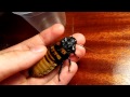 Madagascar hissing cockroach hiss von