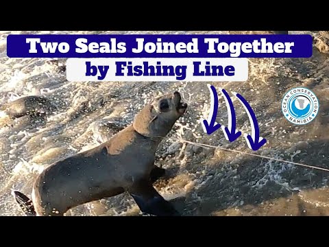 Two Seals Joined Together By Fishing Line