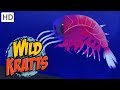 Wild Kratts Strange Creatures Kids Videos