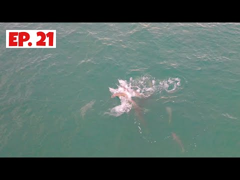 Live Bait gets Pack Attacked Under the Drone