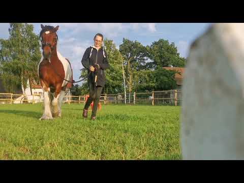 Problempferd Rudi wird ein Reitpferd