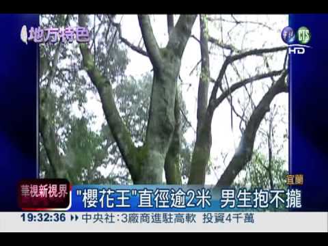 百年櫻花王! 宜蘭大同私房美景