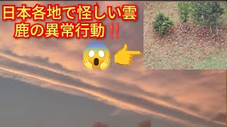 日本各地怪しい雲と鹿の異常行動‼️何かの前兆か‼️2026年9月5日‼️