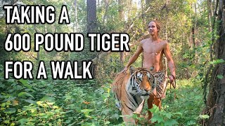 Download lagu Kody Antle Walks With A 600 Pound Tiger! | Myrtle Beach Safari mp3