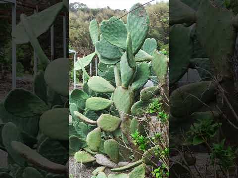 園芸 円筒形のウチワサボテン