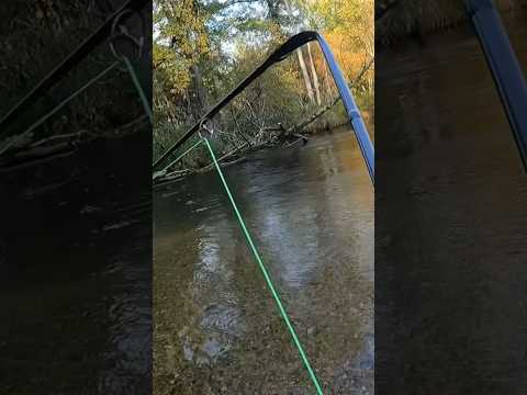 Giant salmon breaks my Orvis fly rod! #orvisflyfishing #riverfishing