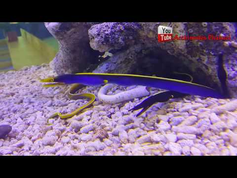 ปลาไหลทะเล