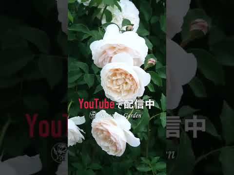 ロサ・ガリカについて詳しく解説