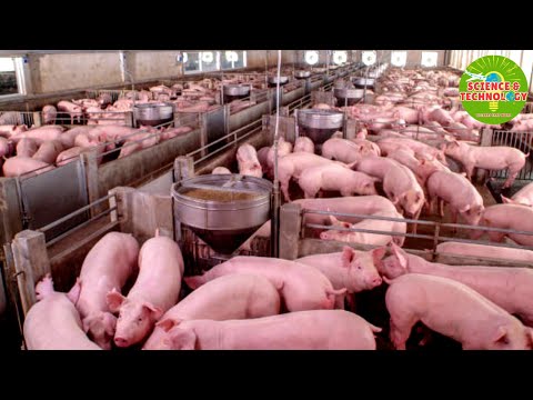 Amazing Full Process Of How The United States Raises Pig On Farm. Modern and High-Tech Pig Farming.