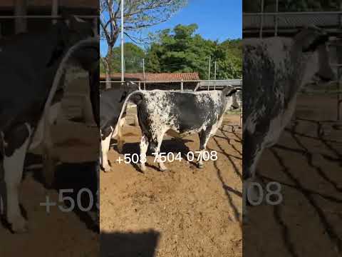 disponible en Santa Rosa de Lima, La Unión Norte