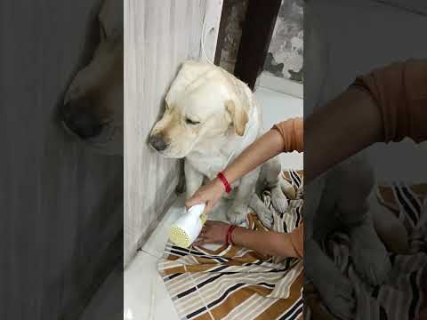 Jerry's winter care #labrador #doglovers #petlover #cutedog #sweet puppy