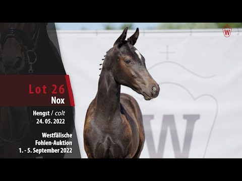 Fohlen-Auktion Lot 26  Nox Hengst v. Neros - Don Christobal