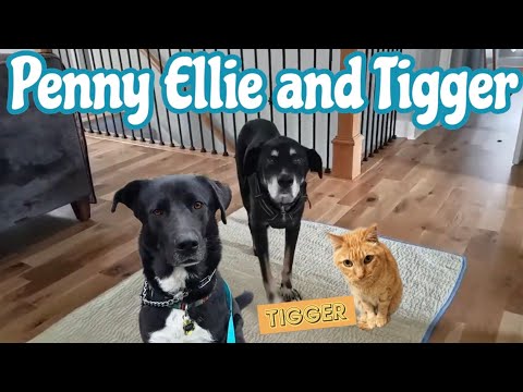BORDER COLLIE MIX | LAB MIX | TIGGER THE CAT | DOG WALK LIFE | MEET the DOGS with DOG GUY DARIN