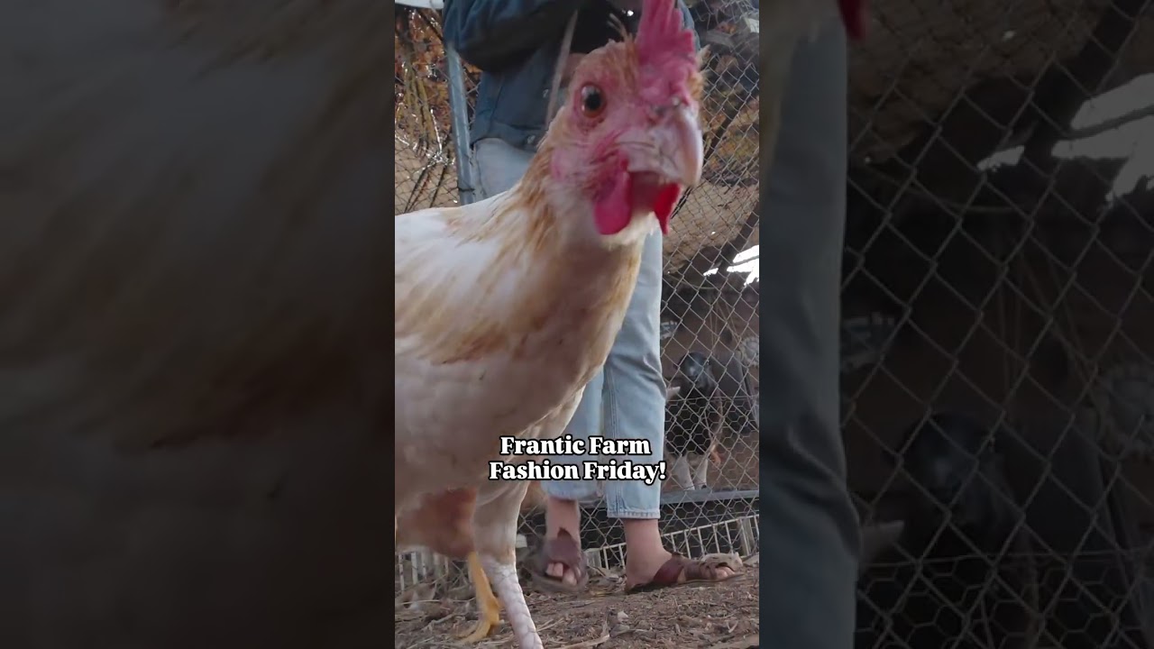 FRANTIC FARM FASHION FRIDAY!