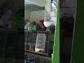 Burung Bernyanyi Kalau Kau Suka Hati Burung Falk