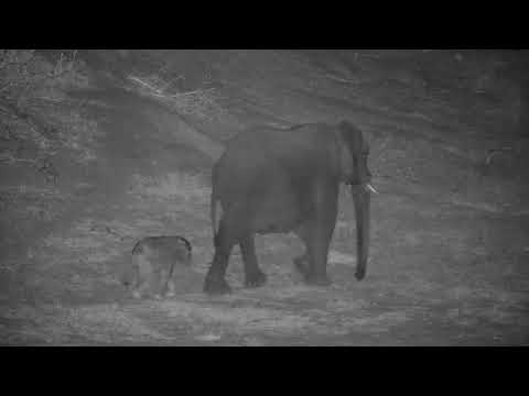 Djuma: Lone Elephant female with wee calf - 21:56 - 10/12/19