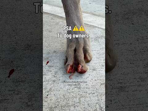 PSA for dog owners ⚠️ #dog #dogs #weimaraner #love #weimaraner #adopted #rescue #dogtraining