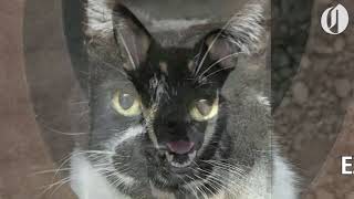 Portland area pets for adoption Sept. 26