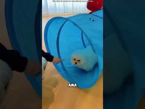 Mavi Borunun Sırrı: Çok Komik Bir Hikaye