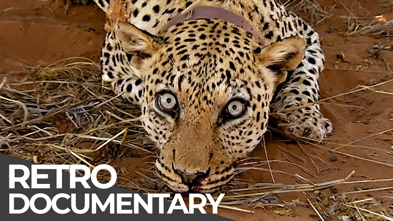 Extreme Jobs: Leopard Doctor, Crime Scene Cleaner, Helicopter Pilot | Retro Doc