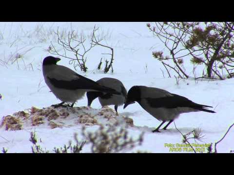 KRÅKA  Hooded Crow  (Corvus cornix)  Klipp - 955  S/U