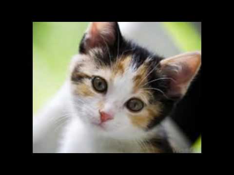 CAT THE CUTEST ANIMAL IN THE WORLD