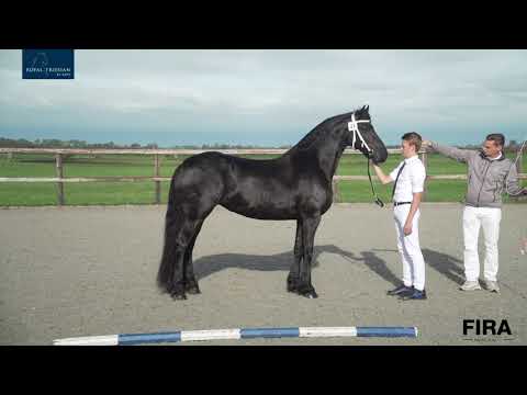 Fokdag Denemarken bij stal Henswoude 27-9-2020