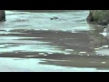 Elizabeth Fraser - Underwater 