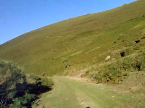 Ciervos Pazuengos berrea 2011