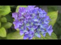 Что видят цветы...What flowers see...My Hydrangea 