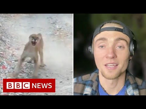 美洲獅跟蹤。猶他州慢跑者與山獅相遇6分鐘 - BBC新聞 (Cougar stalk: Utah jogger on six-minute encounter with a mountain lion - BBC News)