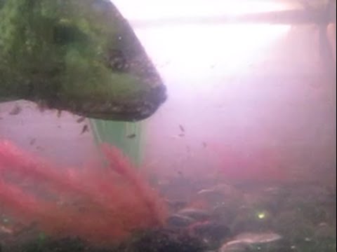 Female tilapia with babies in her mouth