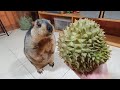 marmot funny first experience durian