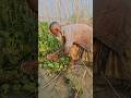 Hand Fishing In Village River Fishing
