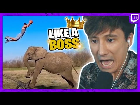 Ju reagiert auf LIKE A BOSS COMPILATIONS - Ein Elefant? Zwei sogar!?? | Julien Bam Twitch Highlight