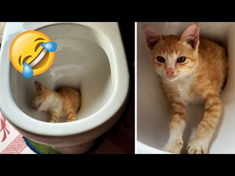 Cutest and Funniest Animals 😂 2023 🐰🦁😺🐶 Part 1