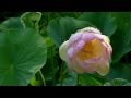 ERNESTO CORTAZAR - JUST FOR YOU - ASIAN ...
