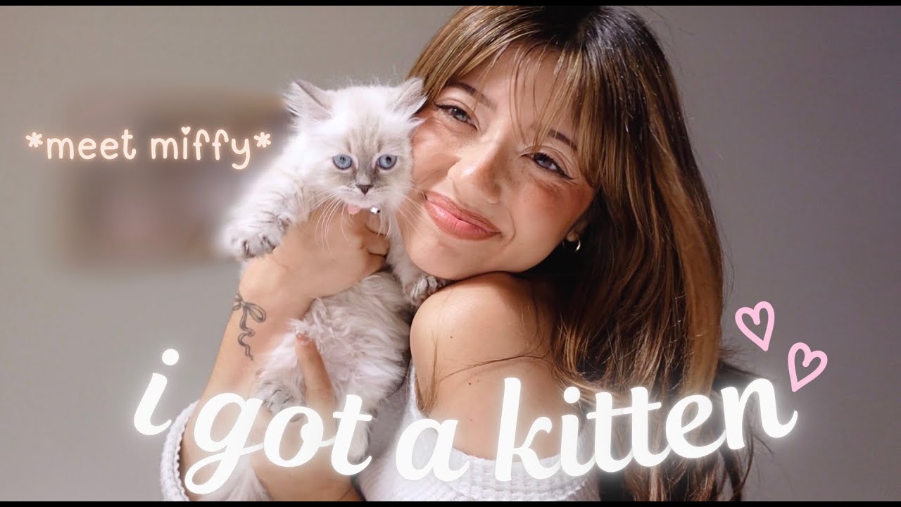 I GOT A KITTEN!!! 🐱 *meet miffy*